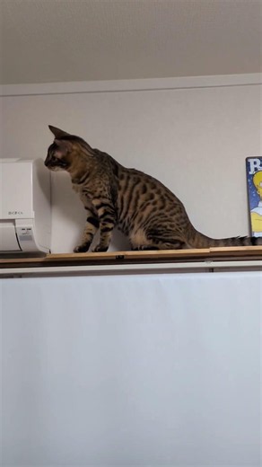 カーテンレールの上を歩けるようになったベンガル（９カ月） #ベンガル #bengal #ねこのいる暮らし