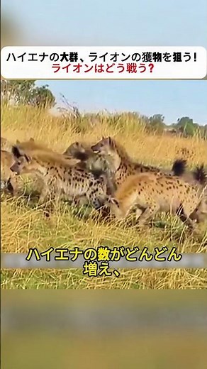 ハイエナの大群、ライオンの獲物を狙う！ ライオンはどう戦う？ #野生の戦い #ライオンvsハイエナ #捕食の駆け引き #自然の掟 #動物ドキュメンタリー