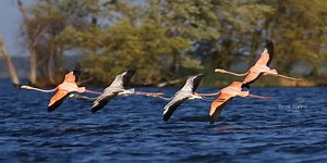 Flamingo vacation in Wisconsin causes bird watchers to flock to area lake