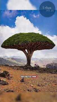 The Geography of Socotra Island, Explained.