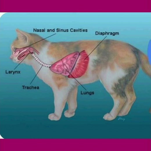respiratory system in cat .Anatomy.