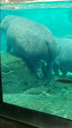 Hippos Relaxing at the San Diego Zoo #animals #zoo #hippo