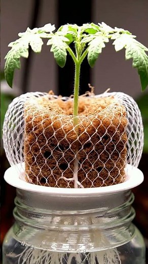 Growing Tomato Without Soil