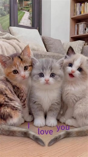 The Cutest Way to Say I Love You Adorable AI Kittens Speak