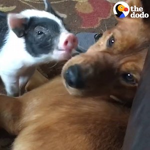 1.5M views · 35K shares | There's nothing cuter than an interspecies friendship     | The Dodo | Facebook