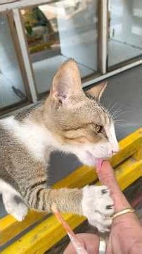 Kolu’s 🐱 care continues and at least Cloudy 🐱 is there as a friend which is important ❤️