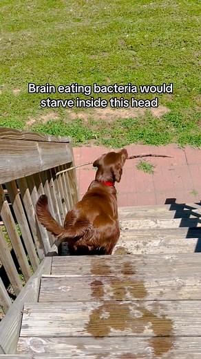 Labs are smart, but so silly at the same time 🤣🐶 #dogsoffacebook #labradorretriever #fblifestyle | Hannah Stiles