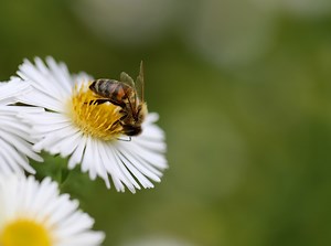 15 Activities to Get You Buzzing for World Bee Day | Blog