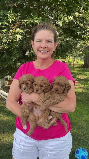#cavapoos #cavoddle #cavapoopuppys❤️❤️❤️❤️❤️❤️❤️ #cavapoogram #cavadoodles #foryoupage #fyp #cavapoodaily #