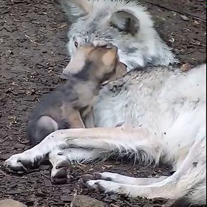 Essential. Endangered. Extremely loving 💕 #SaveTheLobo | Wolf Conservation Center