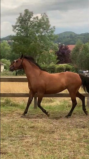 Cheval à vendre - Jument à vendre - equirodi.com