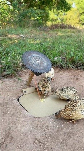 Create New Bird Trap // Quail Trap #shorts