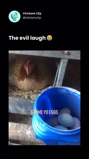 Chickens Clip on Instagram: "Angry chicken Follow @chickensclip 🎥 tt: jwink3 #chicken"