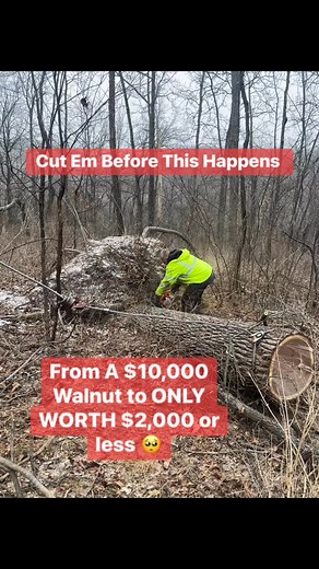 Mother Nature Can Cost You Thousands! Trees are crops, harvest before they go bad! #logger #logging #land #realestate #assets #money #cash #woodwork #Management #timber #trees #property #forest #forestry #walnut #veneer #sawmill #woods #agriculture #equipment #bluecollar #millionaire #smallbiz #whitetail #hunting #outdoors #business #resources #chainsawman #timberjack #lakefront #broker #woodworker | Midwest Forestry LLC & Walnut Buyers