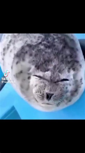 SILLYSEAL🦭 (@sillyseal146)’s videos with original sound - SILLYSEAL🦭
