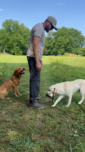 5.8K views · 113 reactions | Working the yellow dogs together on pattern blinds. . . . #britishlabrador #uklabs #labsofinstagram #labrador #labradorretriever #labradorpuppy #labradoroftheday #blacklabrador #yellowlabrador #blacklabsofinstagram #yellowlabsofinstagram #britishlabradors #britishlabs #gundogs #duckhunting #redlabsofinsta #foxredlabsofinsta #foxredlabs #fueledbyvictor #gundog #dogtraining | TDF Kennels | Facebook