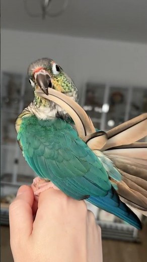 Green Cheek Conure Parrot Preening Feathers #parrots #greencheekedconure #greencheekconure #birds