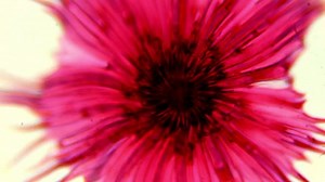 clip-8881627-cactus-pollen-under-microscope-stellato-pilosus--full