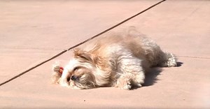 Group Of Dogs Stars In Adorable And Fluffy Flash Mob