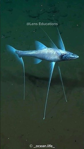 Tripod Fish: The Deep-Sea Fish That Walks on Stilts