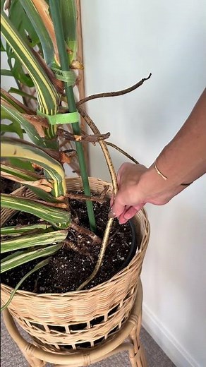 The easiest low profile plant support! What do you think?