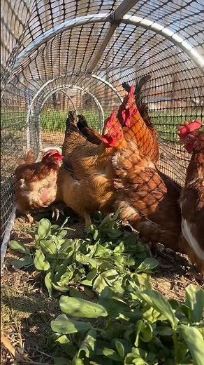 Amazing Poultry Catching Cage | Easy Farm Solution
