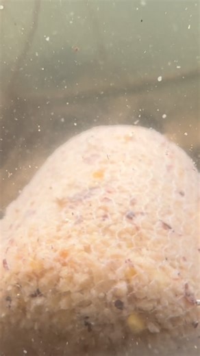 Rig of the Year? 🥇 The Magic Lock Hook 🪝 Spinner Stringer! 🤩 What happens when you pair the GOAT 🐐 Rig with a ChopStix 🥢 stringer of B8M8 crumb? 🤔 Pure, explosive carp-fishing dynamite! 🧨 This simply awesome setup was tied up by our man @lee_whittys last winter ❄️, and he went on to catch loads on it. 🔥 Take the fuss out of rigs and pick the GOAT 🐐 — it’s what most of our team are using! 💪 Rig of the year by a very long way! 🏆 #carprigs #carpfishing #fishing #angling #omctackle | ONE 