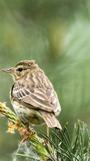 Tree Pipit (Anthus trivialis)👇 The Tree Pipit is a gentle woodland singer, dressed in soft browns and fine streaks that mirror bark and fallen leaves. Slim and upright, it perches lightly on branches, blending perfectly with its surroundings. With sudden energy, it rises into the air in a fluttering display flight, pouring out a sweet cascading song before parachuting back to its perch. The melody drifts through clearings like a floating ribbon of sound. Subtle, graceful, and musical, the Tree 