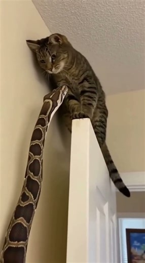 python trying to.......