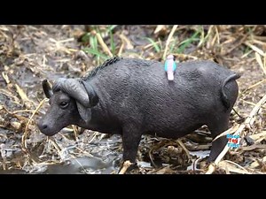 Toy Safari Wild Animals - Learning Animals Names Video