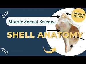 Shell Anatomy 101: Gastropod & Bivalve Parts for Middle School Science