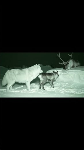 Wolf Finds a Baby Elk and Returns It to the Herd 🐺🦌 | Nature’s Miracle