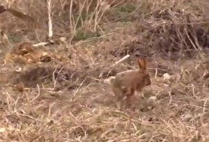 Unique pets (@uniquepetsvideos)’s videos with Celebration - FASSounds