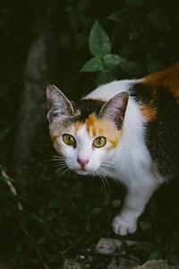 Calico Cat Pictures and Images