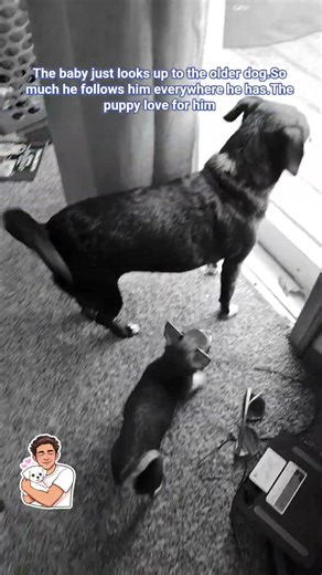 Brother 🐶❤️ #PuppyLove” #puppylove #dogshorts #newshorts #puppy #dogsofyoutube