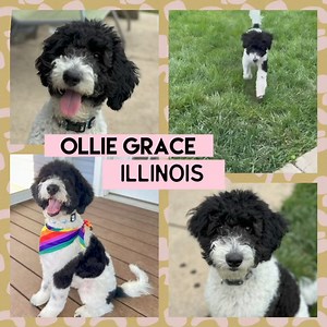 UPDATE: Ollie Grace-IL has been adopted❣️ ◼◼◼◼◼◼ Meet Outstanding Ollie Grace-Illinois, a 7-month-old female Borderdoodle puppy (Border Collie and Poodle mix) who is an IDOG foster home in Kirkland, IL. Ollie Grace-IL can be described as: ❤️ Sweet 🤗 Energetic 🎾 Playful 😘 Affectionate 👋🏻 Friendly ‼️We do allow out of state adoptions but you MUST be willing to travel to the foster home in a short period of time after being approved to adopt ‼️ *INQUIRIES SENT THROUGH PETFINDER WILL NOT BE ANS