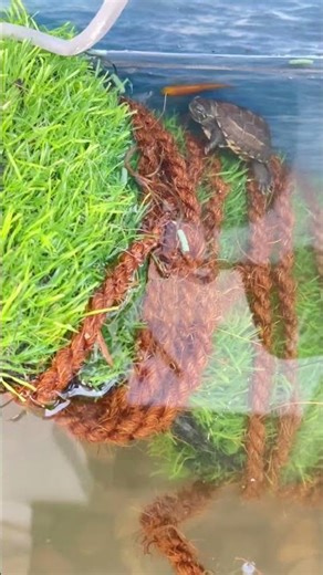 #DreamTrackAI Reeves turtle in his new aquarium