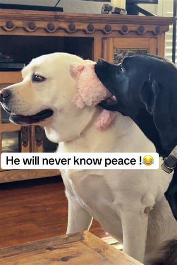 The Joys of Owning Two Dogs