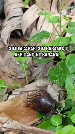 A calda sulfocálcica é permitido e recomendado na agricultura orgânica, graças ao seu modo de ação simples, baixo impacto ambiental e ausência de resíduos tóxicos. Por que é considerada natural? Porque sua composição é feita apenas de substâncias básicas de origem mineral. Esses ingredientes passam por uma reação química simples, sem aditivos sintéticos, resultando num produto artesanal, acessível e de baixo risco.🍌🍌🍌🍌🌱🌱🌱 #banana #bananicultura #agriculturasustentável #agro #agronegocio |