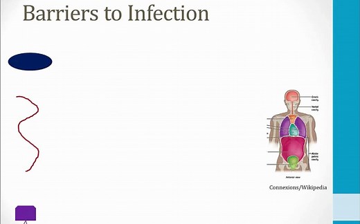 USMLE Step 1/Boards and Beyond/Immunology