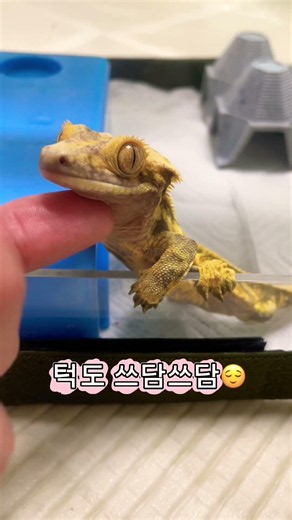 #크리스티드게코#게코도마뱀#도마뱀#애완도마뱀#태롱이#파충류#파충류키우기#도마뱀집사#도마뱀일상#reptiles #lizard #capcut #crestedgecko