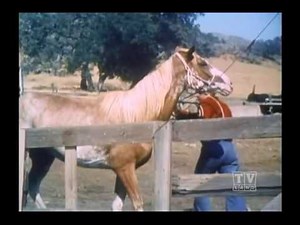 Ranger Cory Lassie (Season 12 Eps 24 The Friendless)