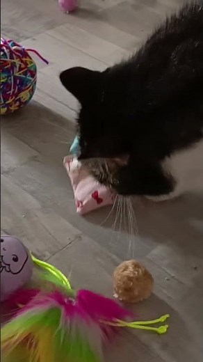 Beppo und das Baldriankissen