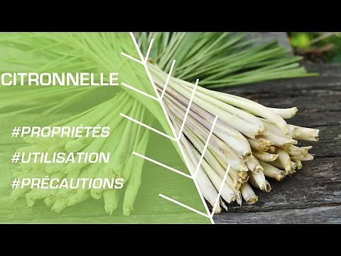 How to use lemongrass? - Phytotherapy