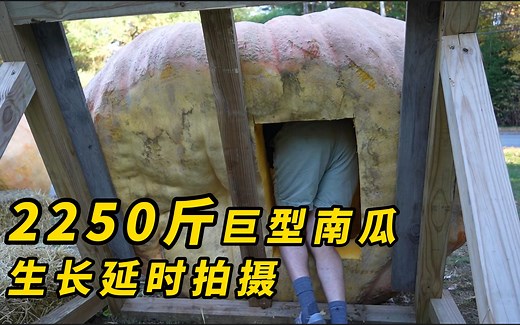 一个2250斤重的巨型南瓜，生长过程延时拍摄