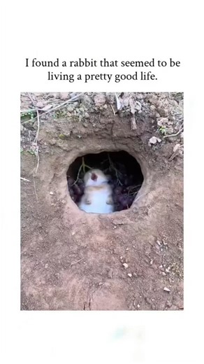 MEMES HUBS on Instagram: "The community usa , a Japanese account sharing soothing animal videos, depicts a dwarf rabbit reclining on a pile of grapes in a burrow-like setup, captioned to highlight its luxurious lifestyle and amassing over 47,000 likes Replies reveal a divide: many find it endearing, with users sharing similar pet stories, while others label it abusive due to the rabbit's supine position inducing tonic immobility-a fear-based paralysis that stresses the animal and risks seizures