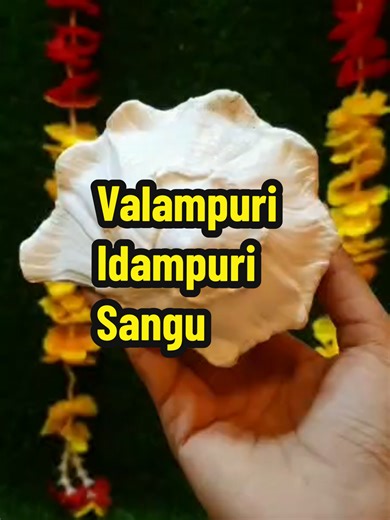 Mini Valampuri Sangu: Sacred Conch Shell for Rituals
