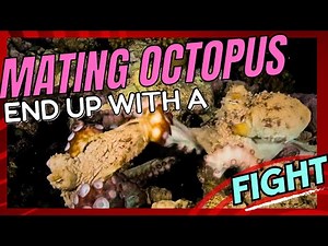 Mating octopuses end up with a fight