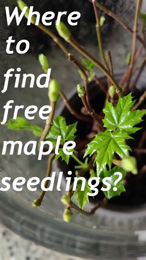 Where to find free maple seedlings?