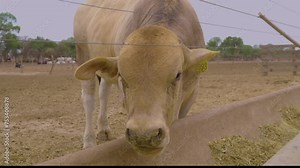 a Brahman cow eating. Cattle supplementary feeding. Chaco Paraguay.